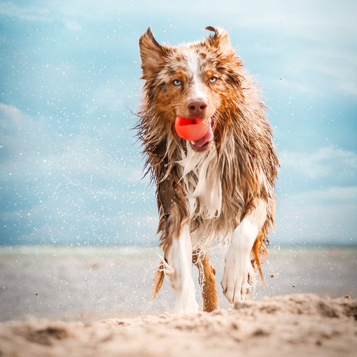 Australien Shepherd trägt den dynamischen Spielball MOBY in seinem Maul während er über den Strand läuft 
