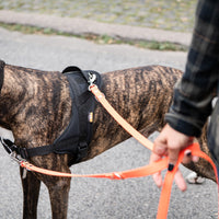 Hund wird mit Biothane Führleine in Neon Orange am Ausbildungsgeschirr Guide in schwarz geführt