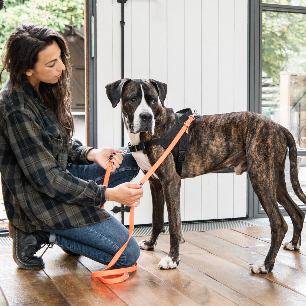 Frau hält Hund mit Biothane Führleine in Neon Orange am Ausbildungsgeschirr Guide in schwarz