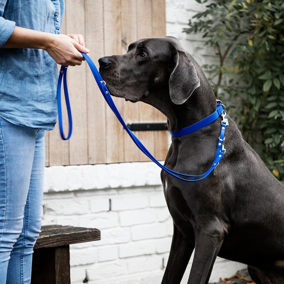 Frau hält Hund mit Biothane Führleine in Kobaltblau befestigt an einem Biothane Halsband mittels Karabiner