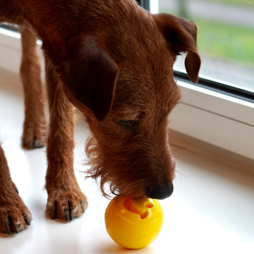 Hund beschäftigt beim Auslecken der Ball Öffnungen die beispielsweise mit Leberwurst oder Lachspaste gefüllt werden können