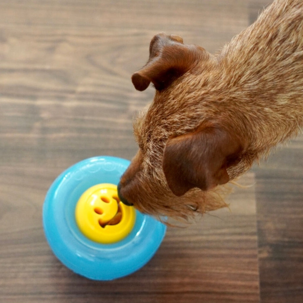 Hund schnüffelt am gelben Futterball NOOK welcher mit dem hellblauen Futterball SNOOP kombiniert wurde