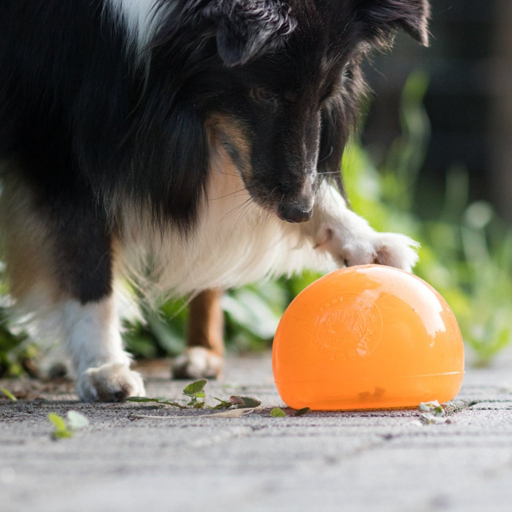 Hund beschäftigt mit dem Futterball SNOOP aus weichem Material, welches selbst auf harten Böden leise ist 