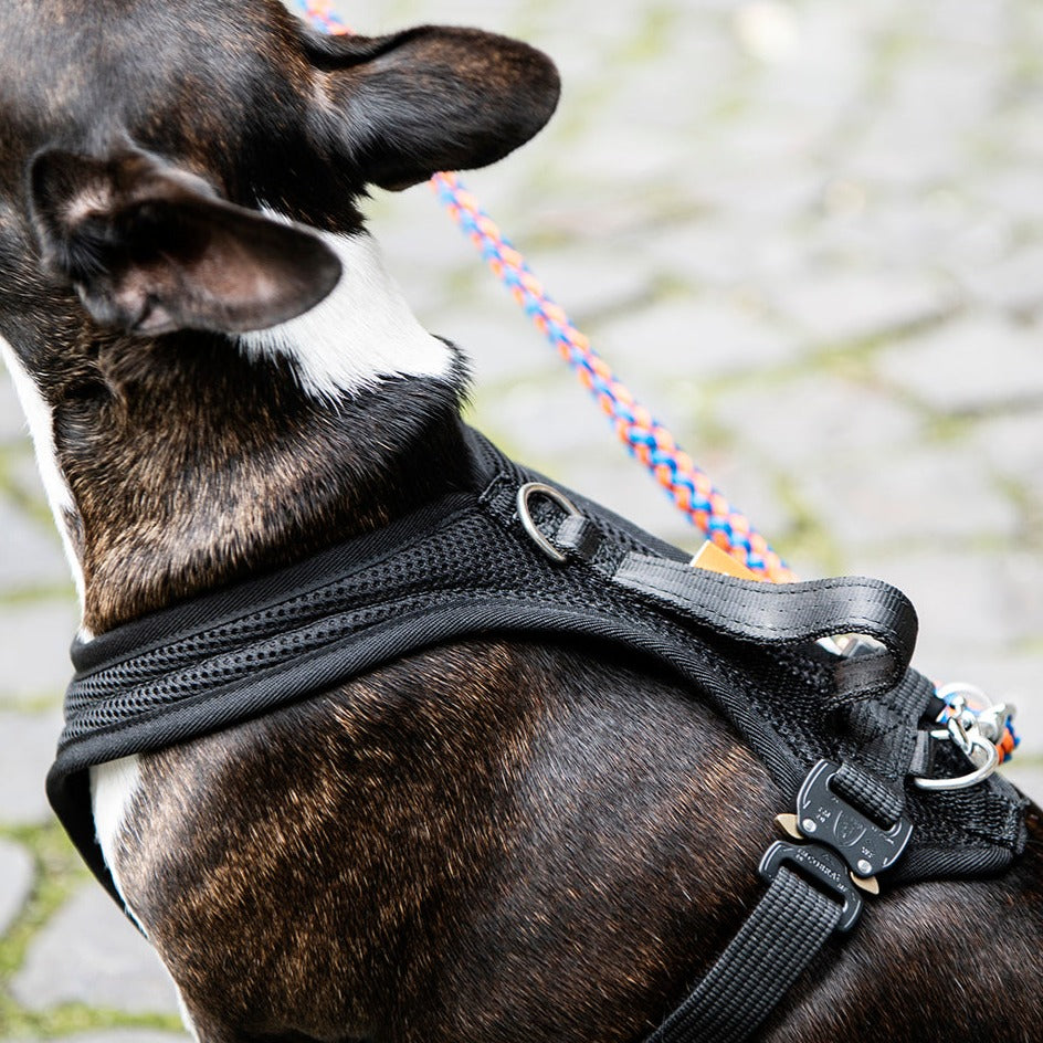 Hund trägt Auto Geschirr Travel für Hunde in schwarz