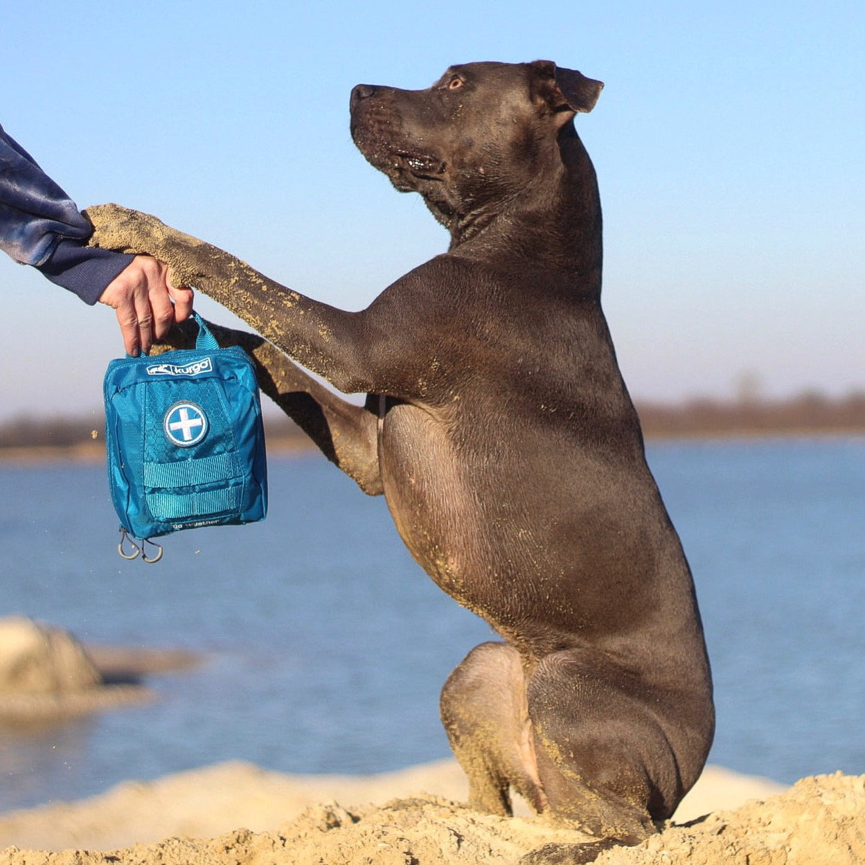 Hund mit Verbandtasche für Hund und Mensch am Strand